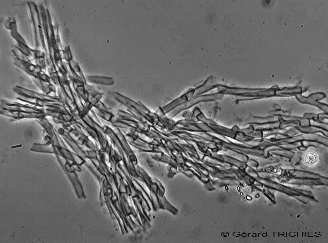 Ceppo - Crosta da determinare foto 1683 (Phlebia nothofagi)